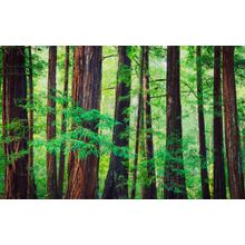 Redwood Trees In The Northwest Rainforest Wall Mural