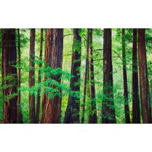 Redwood Trees In The Northwest Rainforest Wallpaper Mural