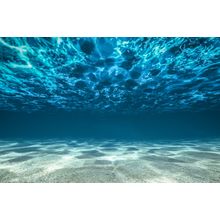 Underwater Ocean Bottom Wall Mural