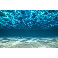 Underwater Ocean Bottom Mural Wallpaper