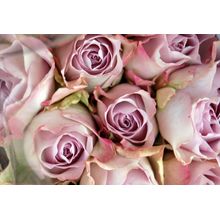 Pink Roses Wall Mural