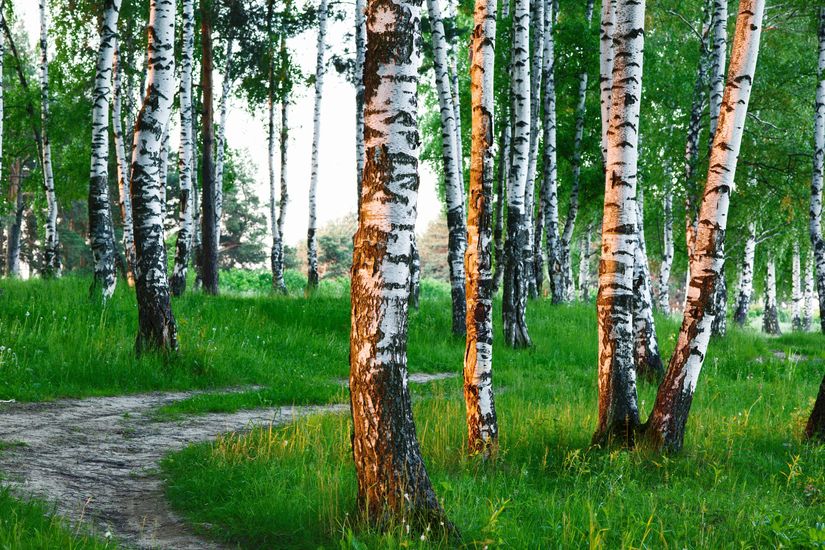 Birchwood-Path-Mural-Wallpaper