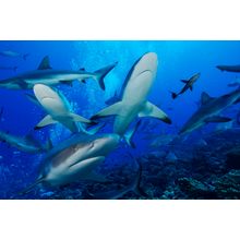 Sharks 2 Wall Mural