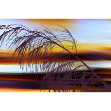 Sunset Breeze 2 Wall Mural