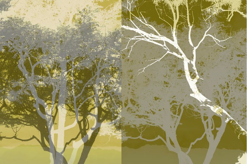 Trees-Trees-2-Wallpaper-Mural