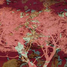 Weathered Tree-Red Wall Mural