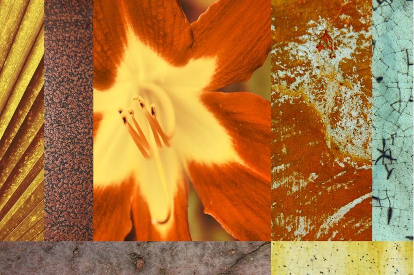 Wildflower-Orange-Mural-Wallpaper