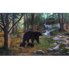 Early Morning Black Bears Wall Mural