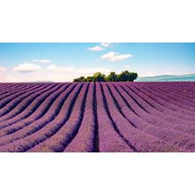 Lavender Field South Of France Wall Mural
