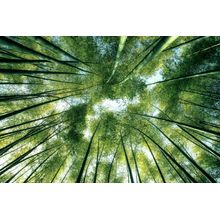 Bamboo Jungle Canopy Wall Mural