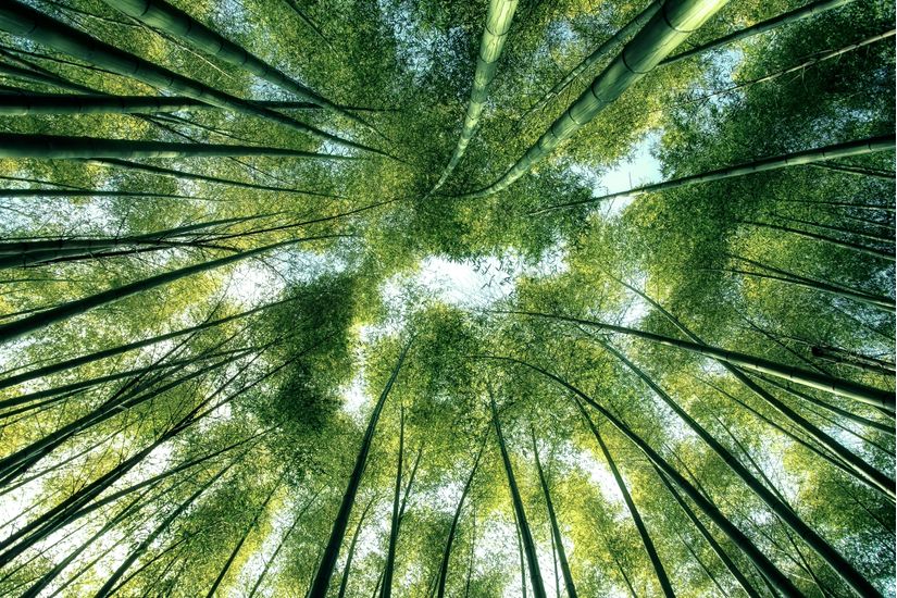 Bamboo-Jungle-Canopy-Wall-Mural