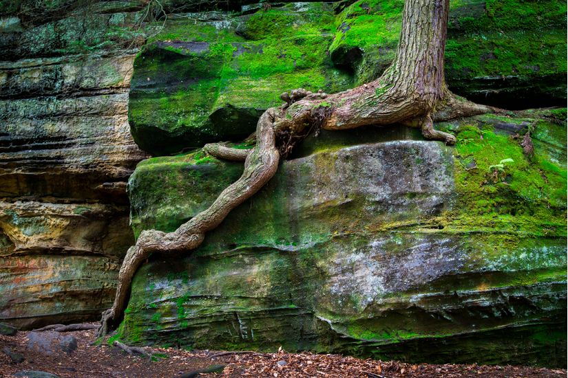 Perseverance Wall Mural - Murals Your Way