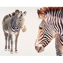 Zebra Pair Wall Mural