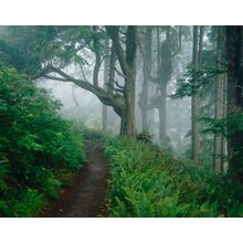 Forest Trail, Cape Lookout State Park, OR Wall Mural