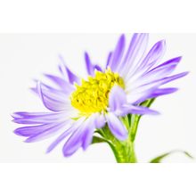 Purple Aster Wall Mural