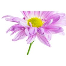 Purple Spray Petals Wall Mural