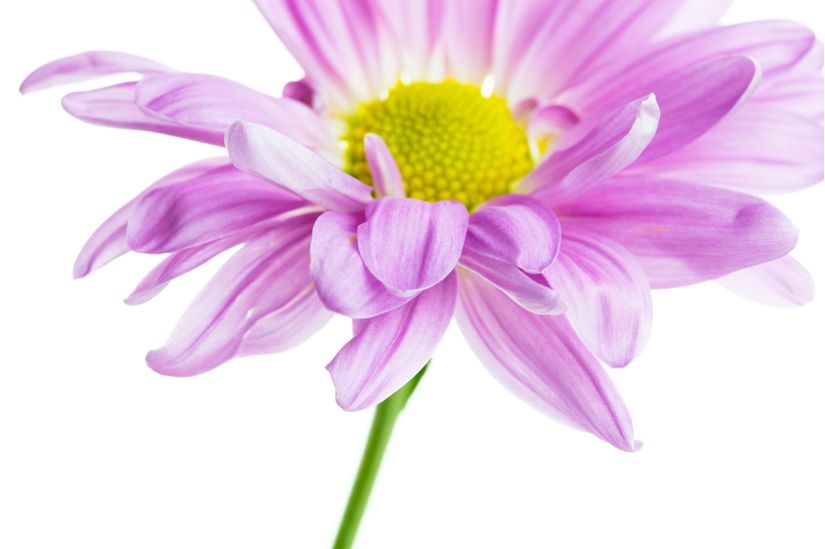 Purple-Spray-Petals-Mural-Wallpaper