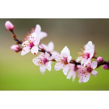 Cherry Blossom Branch Wall Mural