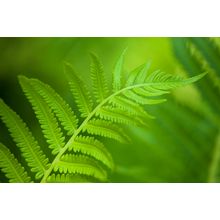 Fern Curve Wall Mural