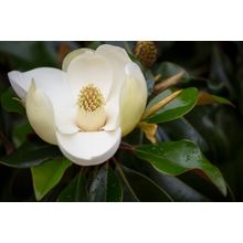 Magnolia Wall Mural