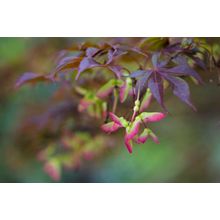 Maple Seeds Wall Mural