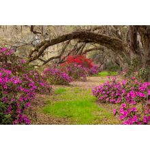 Azalea Tunnel Wall Mural