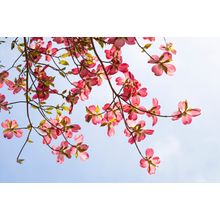 Sunny Pink Dogwood Wall Mural