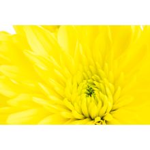 Yellow Reach Wall Mural