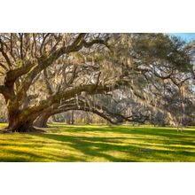 Large Oak Tree Wall Mural