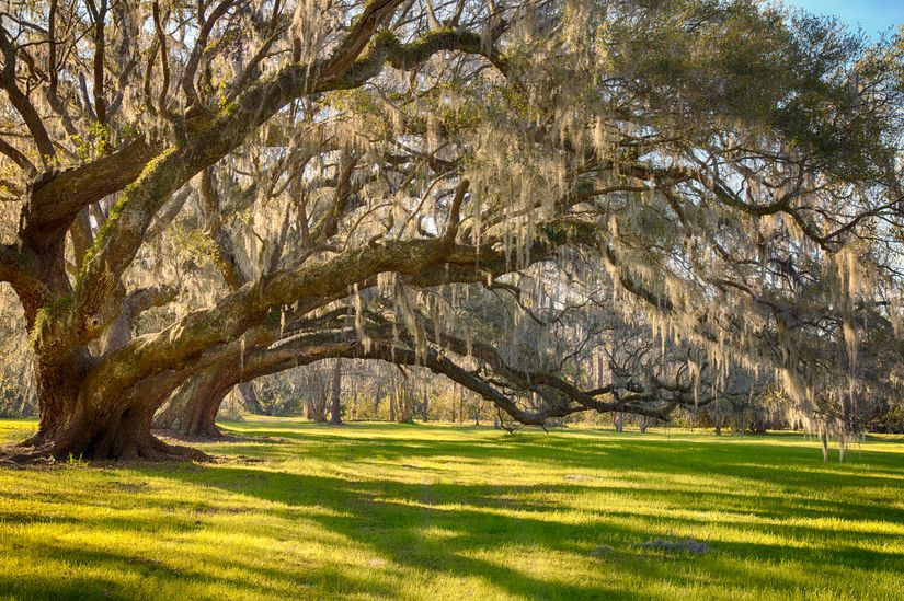 Large Oak Tree Wall Mural - Murals Your Way