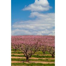 Peach Orchard Into The Sky Wall Mural