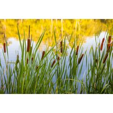 Cattails In Autumn Wall Mural