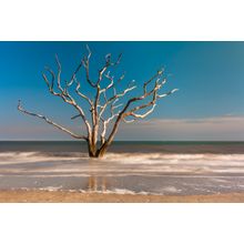 Bleached Tree Waves Wall Mural