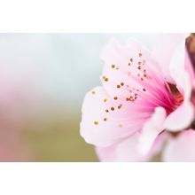 Peach Blossom Macro Wall Mural