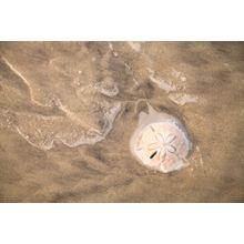 Sand Dollar In Water Wall Mural