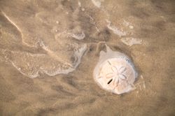 Sand-Dollar-In-Water-Wall-Mural