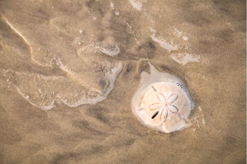 Sand-Dollar-In-Water-Wall-Mural
