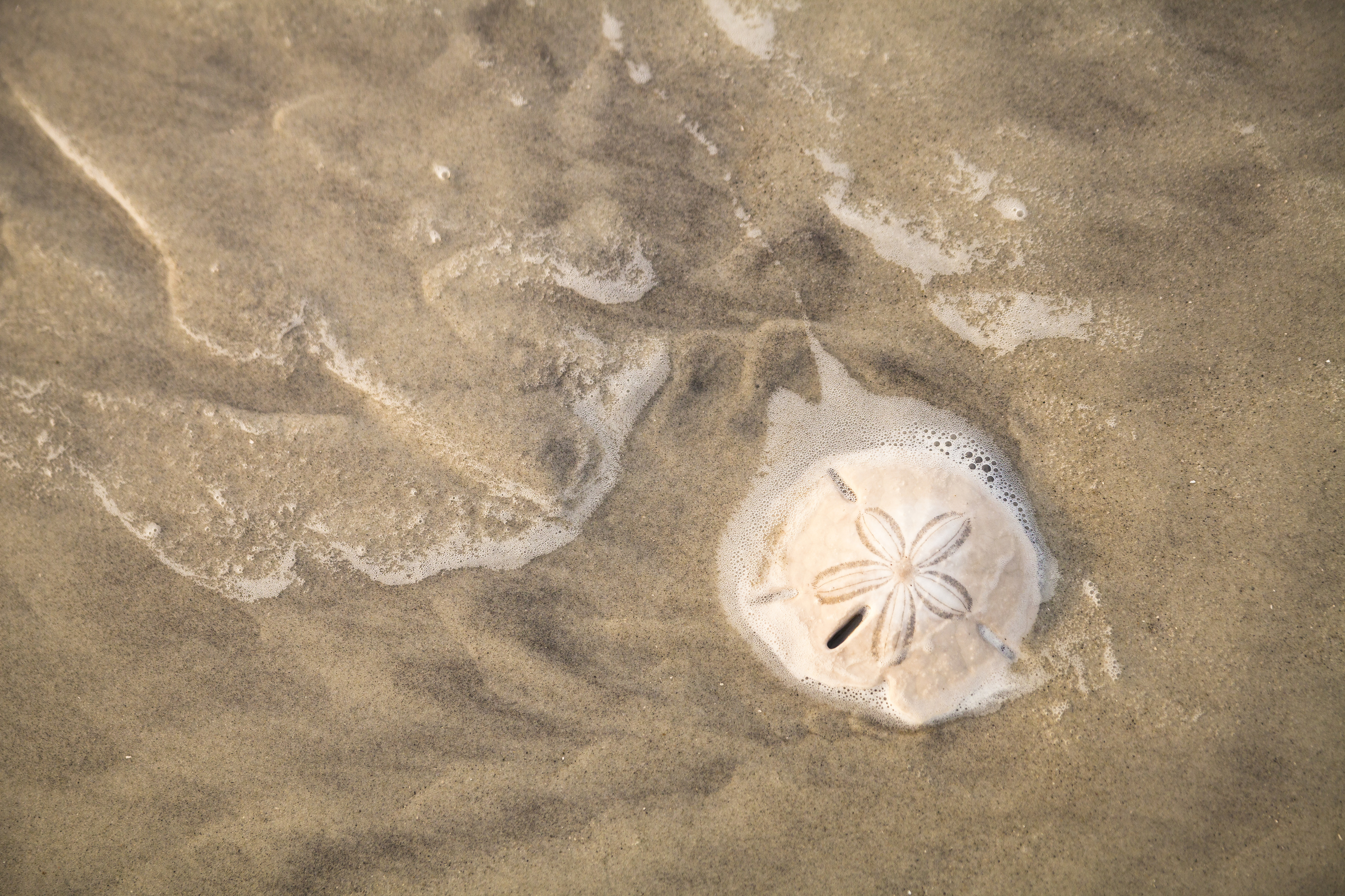 Sand Dollar In Water Wall Mural - Murals Your Way