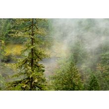 Fog Filtering Through Old Growth Forest Wallpaper Mural