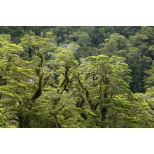 Beech Forest, Fiordland National Park Wall Mural