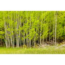 Strand Of Aspens In The Spring, Methow Valley Wall Mural
