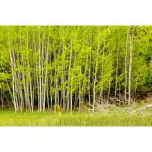 Strand of Aspens in the Spring, Methow Valley Mural Wallpaper