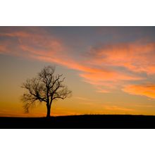 Clouds Over a Silhouetted Tree Wall Mural