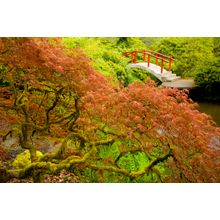 Footbridge in Spring, Kubota Gardens Wall Mural