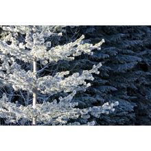 Frosty Tree on a Sunny Day, Wenatchee National Forest Wall Mural