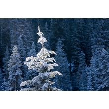 Frosty Tree Top, Wenatchee National Forest Wall Mural