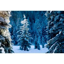 Frosty Forest, Wenatchee National Forest Wall Mural