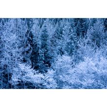 Frosty Trees, Wenatchee National Forest Wall Mural