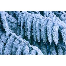 Frosty Branches, Wenatchee National Forest Wall Mural