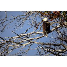 Bald Eagle in a Madrone Tree Wall Mural